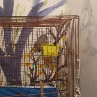 مرغ مینا|پرنده|فولادشهر, فولادشهر|دیوار