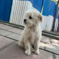 سگ تریر واگذاری|سگ|تهران, دهونک|دیوار