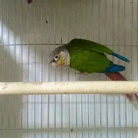 عروس هلندی گریچیک توله برزیلی|پرنده|ورامین, ورامین|دیوار