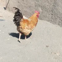 خروس گل با قالی