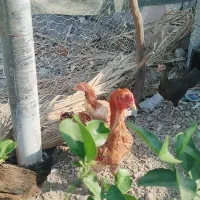 سلام‌مرغ‌وخروس‌فروشی‌