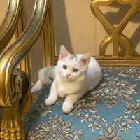 اسکاتیش‌نر۵ماهه‌خیلی‌اهلی‌وبازیگوش‌دوست‌کودک‌شما