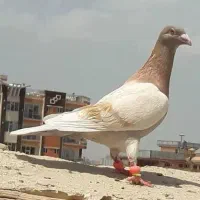 کبوتر