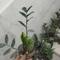 فروش زاموفیلیا|گل و گیاه طبیعی|اردکان, |دیوار