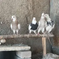 نر طوقی زرین کفتر