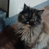 گربه نژاد دارپرشین بیرتیش هستن شش ماهه ویک ساله|گربه|مرند, |دیوار