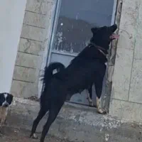 سگ گله ای نگهبان