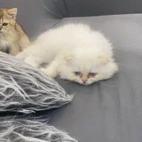 اسکاتیش لانگ و بریتیش گلد قیمت مناسب|گربه|بوشهر, |دیوار