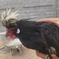 خروس لهستانی کاکلی
