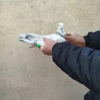 کبوترپلاکی|پرنده|محمدشهر, ولدآباد|دیوار