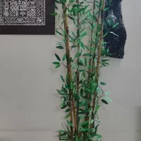 چند تا درختچه