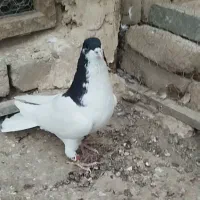 شصتی سیاه نر آس