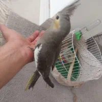 عروس هلندی ۱ ماهو نیم