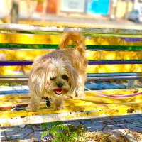 سگ خانگی باهوش|سگ|اسلام‌‌آباد غرب, |دیوار