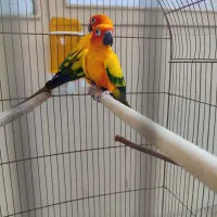 جفت مولد خورشیدی سابقه دار