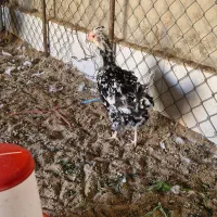 فروش ۳ مرغ و یک خروس گلین|حیوانات مزرعه|بندر ماهشهر, |دیوار