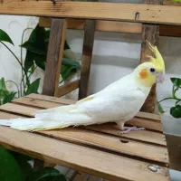 عروس هلندی لوتینو زعفرونی دونخور کامل دستی