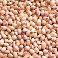 لوبیا چیتی درجه یک