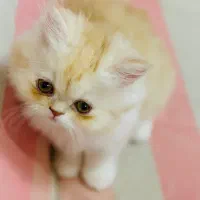پرشین اصیل ۲ ماه