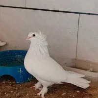 کبوتر پاپر زینتی با دو تا جوجه ۳هفته ای|پرنده|قم, قلعه کامکار|دیوار