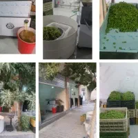 آبغوره و آب لیمو طبیعی