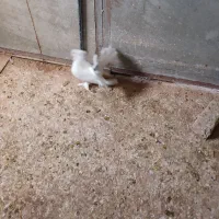 کبوتر|پرنده|نظرآباد, شهرک صنعتی سپهر|دیوار