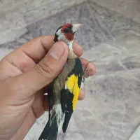 سهره نر لرستان درشت نقاب بلند