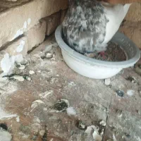 کبوتر کفتر پرنده