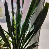 گل طبیعی شاداب|گل و گیاه طبیعی|سهند, |دیوار