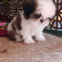 سگ شیتزو سوپر فلت|سگ|شاهین‌شهر, شیخ بهایی|دیوار