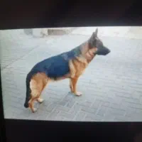 سه تا سگ|سگ|ایلام, |دیوار