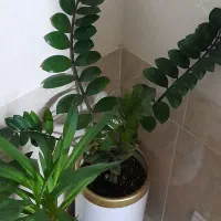 زاموفیلیا  یوکا    دلتا|گل و گیاه طبیعی|برخوار, |دیوار