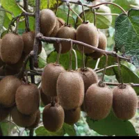 فروش کیوی