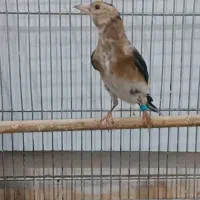 سهره