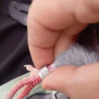 ۵ عدد کبوتر خوب