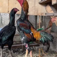 تخم لاری اصیل