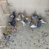 کفتر شهری بهبهونی|پرنده|شیراز, میانرود|دیوار
