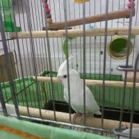 عروس هلندی البینو ماده