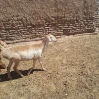 کاورچینی