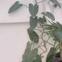 گل طبیعی|گل و گیاه طبیعی|سیستان, |دیوار