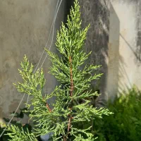 فروش نهال لاوسون نایلکسی و سطلی، ریشه پرس و سالم|گل و گیاه طبیعی|چالوس, |دیوار