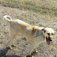 توله سگ سرابی نر۴ماهه|سگ|هریس, |دیوار