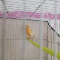 قناری|پرنده|تربت جام, تیپ ۳۸ زرهی تربت جام|دیوار