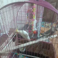 دو جفت عروس هلندی|پرنده|قدس, شهر‌قدس|دیوار