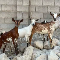خوشگل|حیوانات مزرعه|شیراز, تندگویان|دیوار