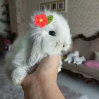 خرگوش جرسی لوپ عروسکی ارسال سراسری