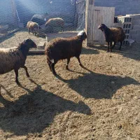 بره قوچ همو