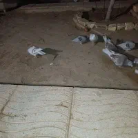 کفتر پلاکی بلژیکی