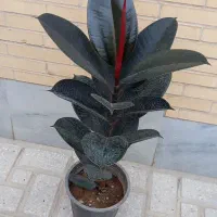 گلها طبیعی