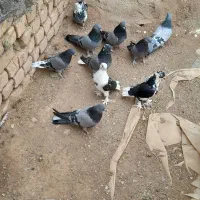 یه بوم کبوتر پور|پرنده|بن, |دیوار